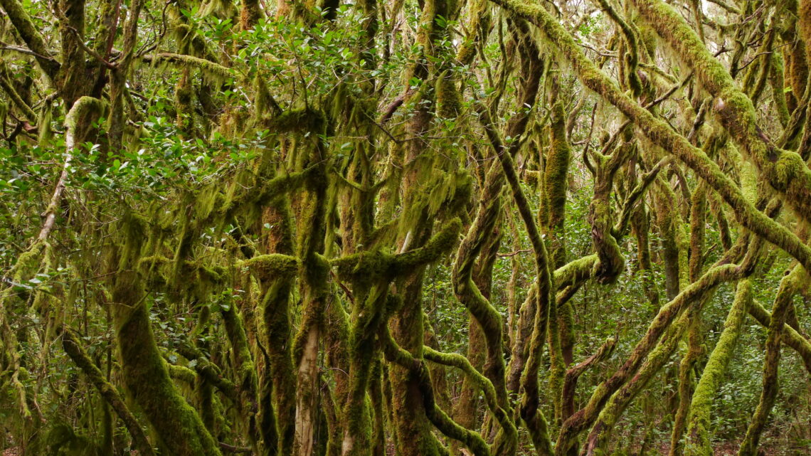 Section 06: Las Hayas, Parque Nacional Garajonay, Laguna Grande, Rason de Bruma, Las Creces – Las Hayas – Arure