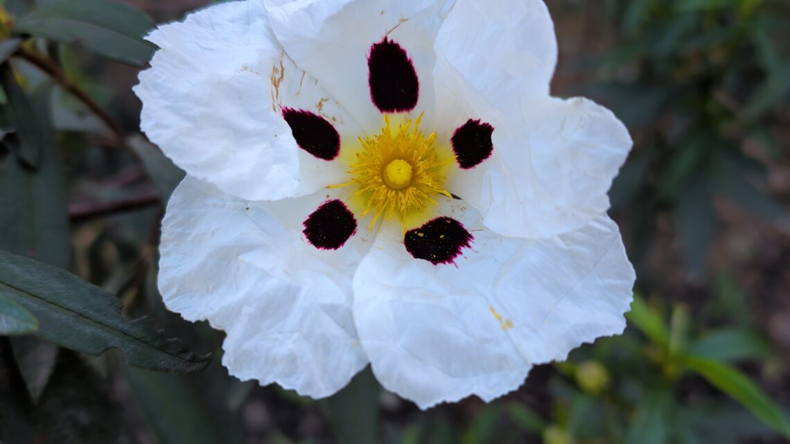 Via Algarviana, us vs da dogz